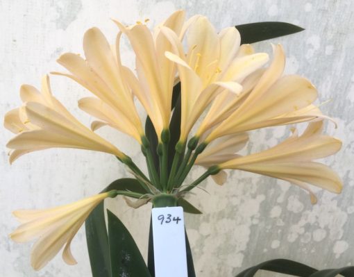 SH934 Light to mid peach Clivia miniata with a hint of pink around a yellow throat