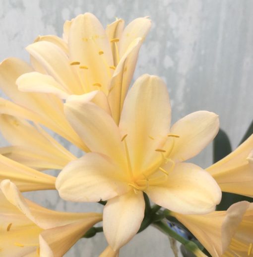 SH934 Light to mid peach Clivia miniata with a hint of pink around a yellow throat - Image 2