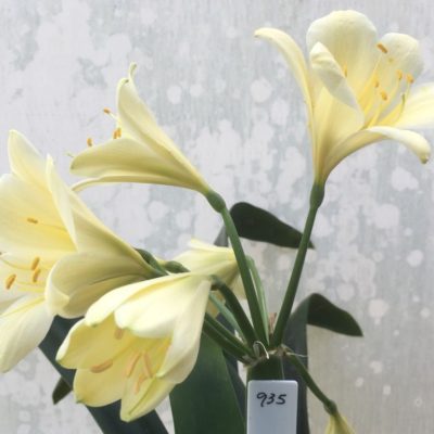 SH935 Pale Lime yellow Clivia miniata with light green centre