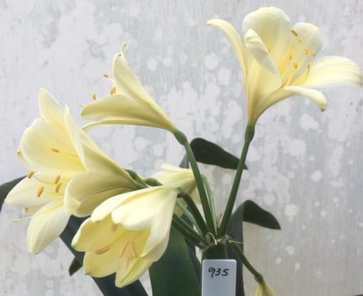 SH935 Pale Lime yellow Clivia miniata with light green centre
