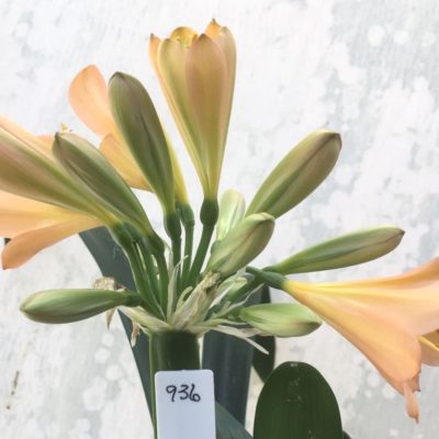 SH936 Mid to dark peach Clivia miniata with pink hues