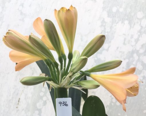 SH936 Mid to dark peach Clivia miniata with pink hues