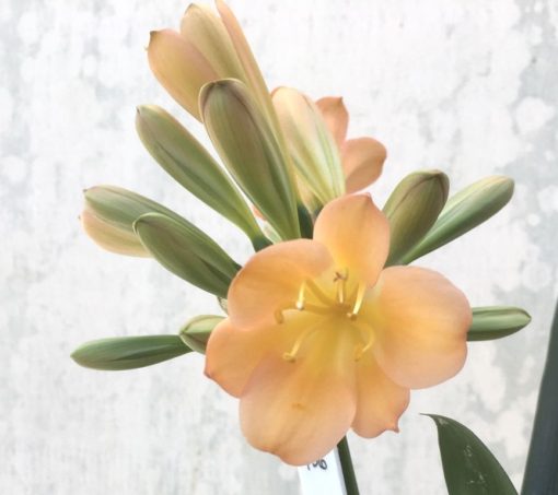 SH936 Mid to dark peach Clivia miniata with pink hues - Image 2