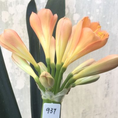 SH937 Dark peach Clivia miniata