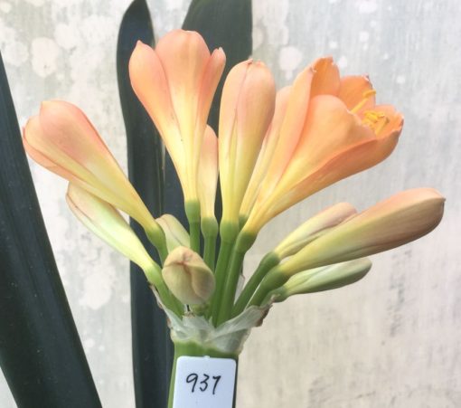 SH937 Dark peach Clivia miniata