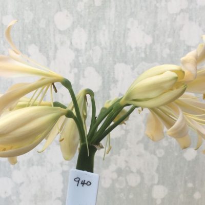 SH940 Light peach Clivia miniata with strong green throat with open flowers and recurve tepals