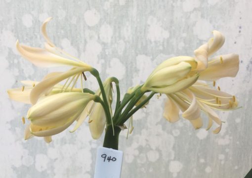 SH940 Light peach Clivia miniata with strong green throat with open flowers and recurve tepals