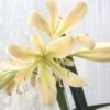 SH940 Light peach Clivia miniata with strong green throat with open flowers and recurve tepals - Image 2