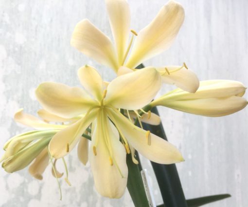 SH940 Light peach Clivia miniata with strong green throat with open flowers and recurve tepals - Image 2