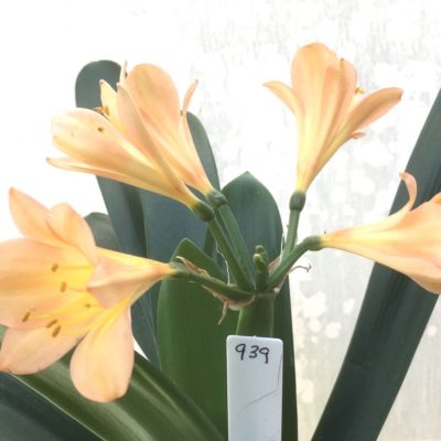 SH939 Mid peach Clivia miniata with strong peach tones
