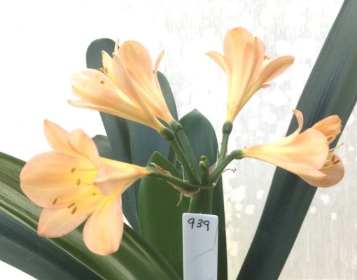 SH939 Mid peach Clivia miniata with strong peach tones