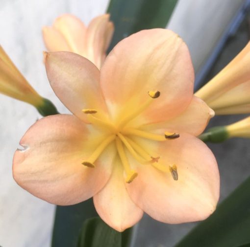 SH939 Mid peach Clivia miniata with strong peach tones - Image 2
