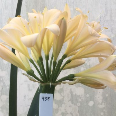 SH938 Mid peach Clivia miniata with soft pink hues