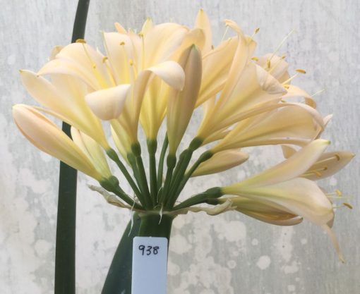 SH938 Mid peach Clivia miniata with soft pink hues