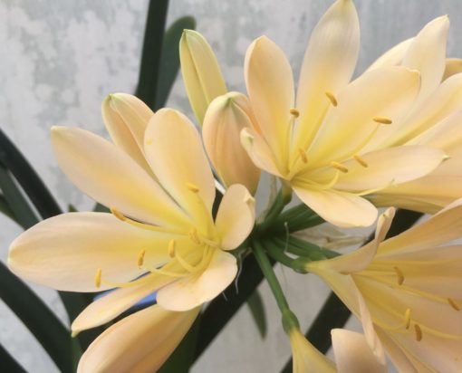 SH938 Mid peach Clivia miniata with soft pink hues - Image 2