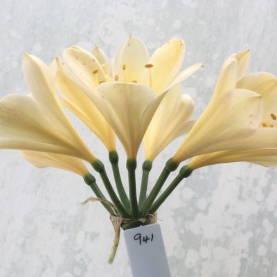 SH941 Bright yellow Clivia miniata with faint peach hue