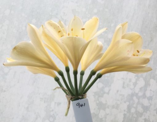SH941 Bright yellow Clivia miniata with faint peach hue
