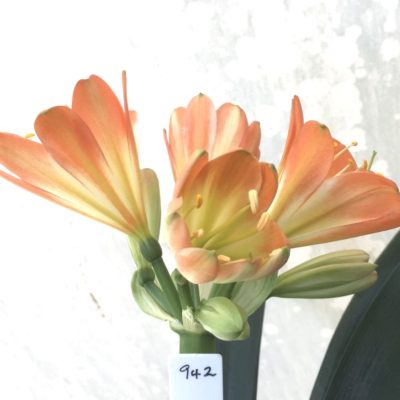 SH942 True multi petal pastel orange Clivia miniata with mid green throat and very large flowers. Tepal count 8