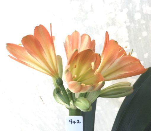 SH942 True multi petal pastel orange Clivia miniata with mid green throat and very large flowers. Tepal count 8
