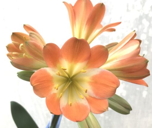 SH942 True multi petal pastel orange Clivia miniata with mid green throat and very large flowers. Tepal count 8 - Image 2