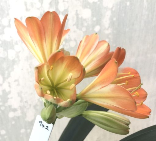 SH942 True multi petal pastel orange Clivia miniata with mid green throat and very large flowers. Tepal count 8 - Image 3