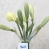 SH943 Lime mid yellow Clivia miniata with green throat