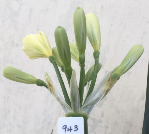 SH943 Lime mid yellow Clivia miniata with green throat