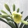 SH943 Lime mid yellow Clivia miniata with green throat - Image 2