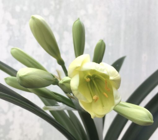SH943 Lime mid yellow Clivia miniata with green throat - Image 2