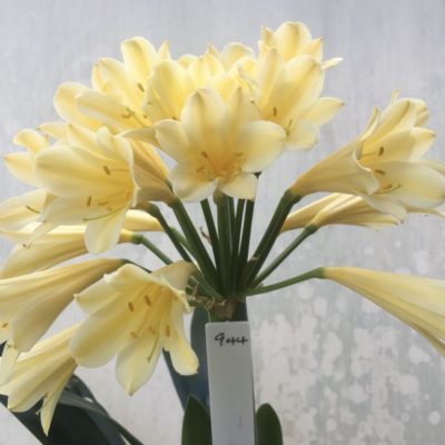 SH944 Mid yellow Clivia miniata with light peach hue and long tubular flowers