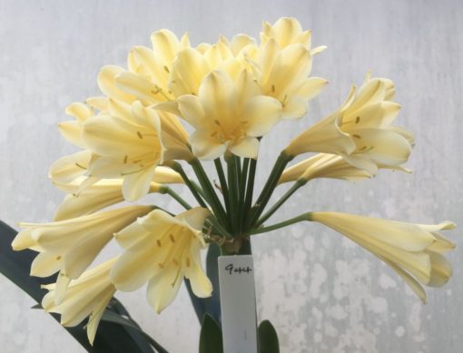 SH944 Mid yellow Clivia miniata with light peach hue and long tubular flowers