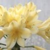 SH944 Mid yellow Clivia miniata with light peach hue and long tubular flowers - Image 2