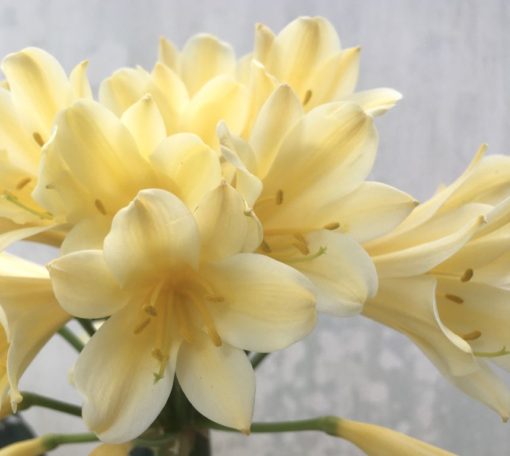 SH944 Mid yellow Clivia miniata with light peach hue and long tubular flowers - Image 2