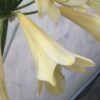 SH944 Mid yellow Clivia miniata with light peach hue and long tubular flowers - Image 3