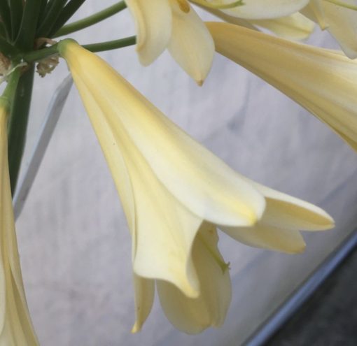 SH944 Mid yellow Clivia miniata with light peach hue and long tubular flowers - Image 3