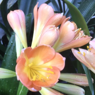 SH945 Superb pastel red Clivia miniata with overlapping tubular shaped tepals