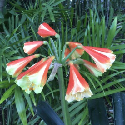 SH907 Stanmore "Moulin Rouge"  This plant is not for sale