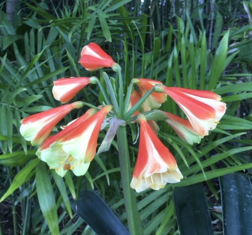 SH907 Stanmore "Moulin Rouge"  This plant is not for sale
