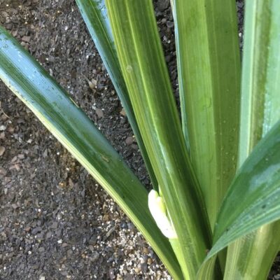 SH904 Variegated Yellow