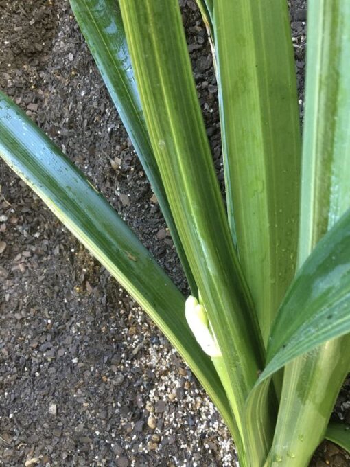 SH904 Variegated Yellow