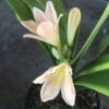 SH905 Clivia miniata with strong pink tones - Image 3