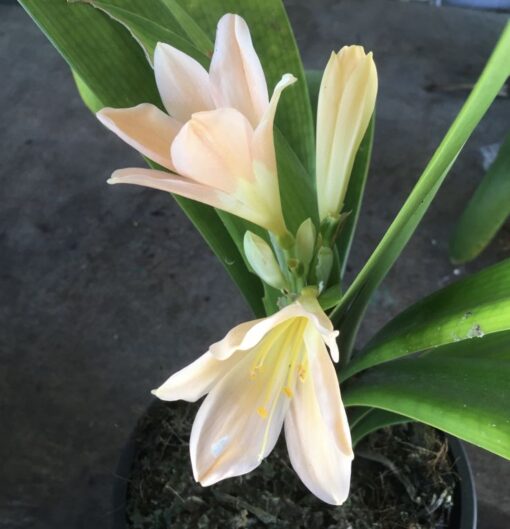 SH905 Clivia miniata with strong pink tones - Image 3