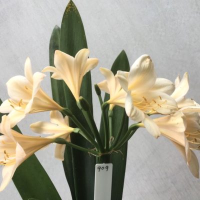 SH909 Very light peach Clivia miniata with good shaped flowers