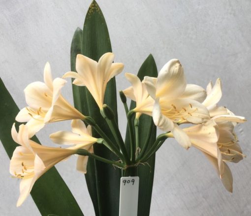 SH909 Very light peach Clivia miniata with good shaped flowers