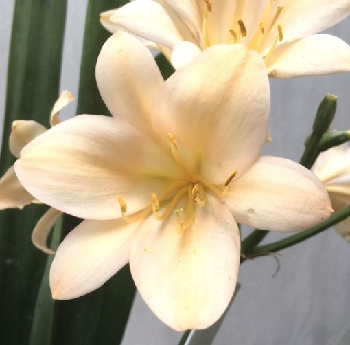 SH909 Very light peach Clivia miniata with good shaped flowers - Image 2