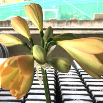 SH916 Dark pink peach Clivia miniata showing a light green throat