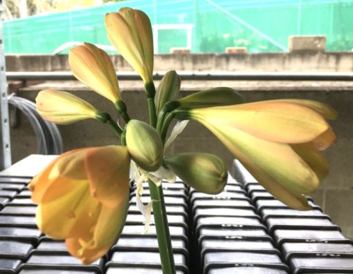 SH916 Dark pink peach Clivia miniata showing a light green throat
