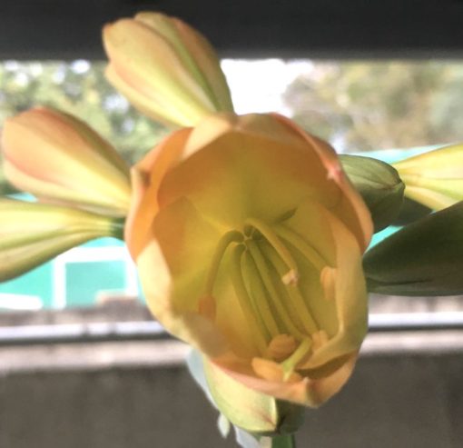SH916 Dark pink peach Clivia miniata showing a light green throat - Image 2