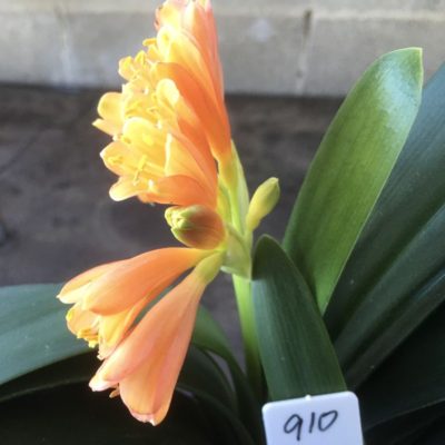 SH910 Orange Interspecific Clivia with very small flowers and mottled throats