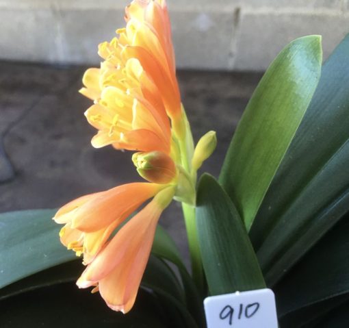 SH910 Orange Interspecific Clivia with very small flowers and mottled throats